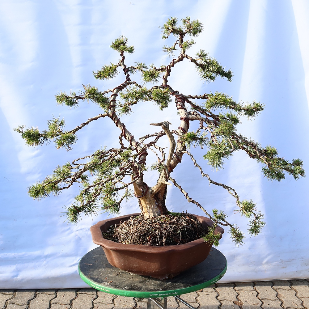 Pinus sylvestris Spanien – Waldkiefer