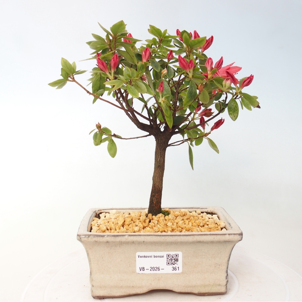 Bonsai für draußen - Japanische Azalee - Azalea sp.