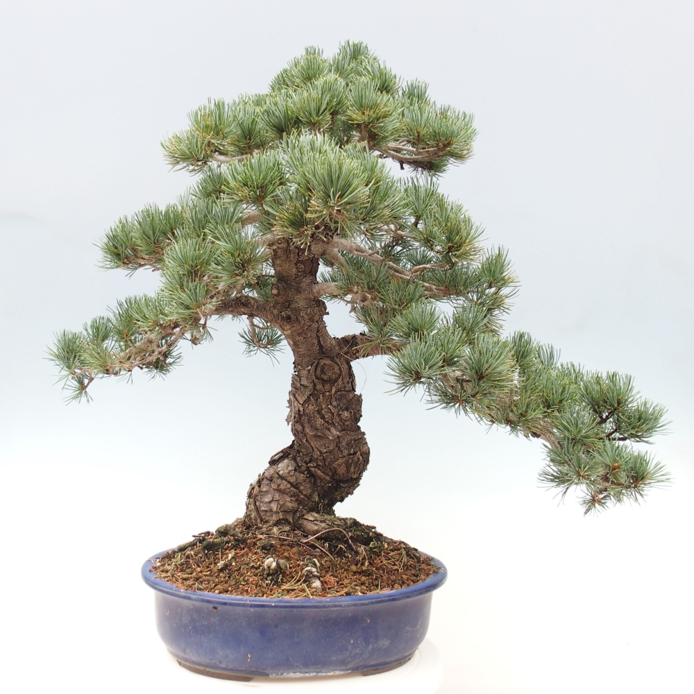 Bonsai für draußen - Pinus parviflora - Pinus parviflora