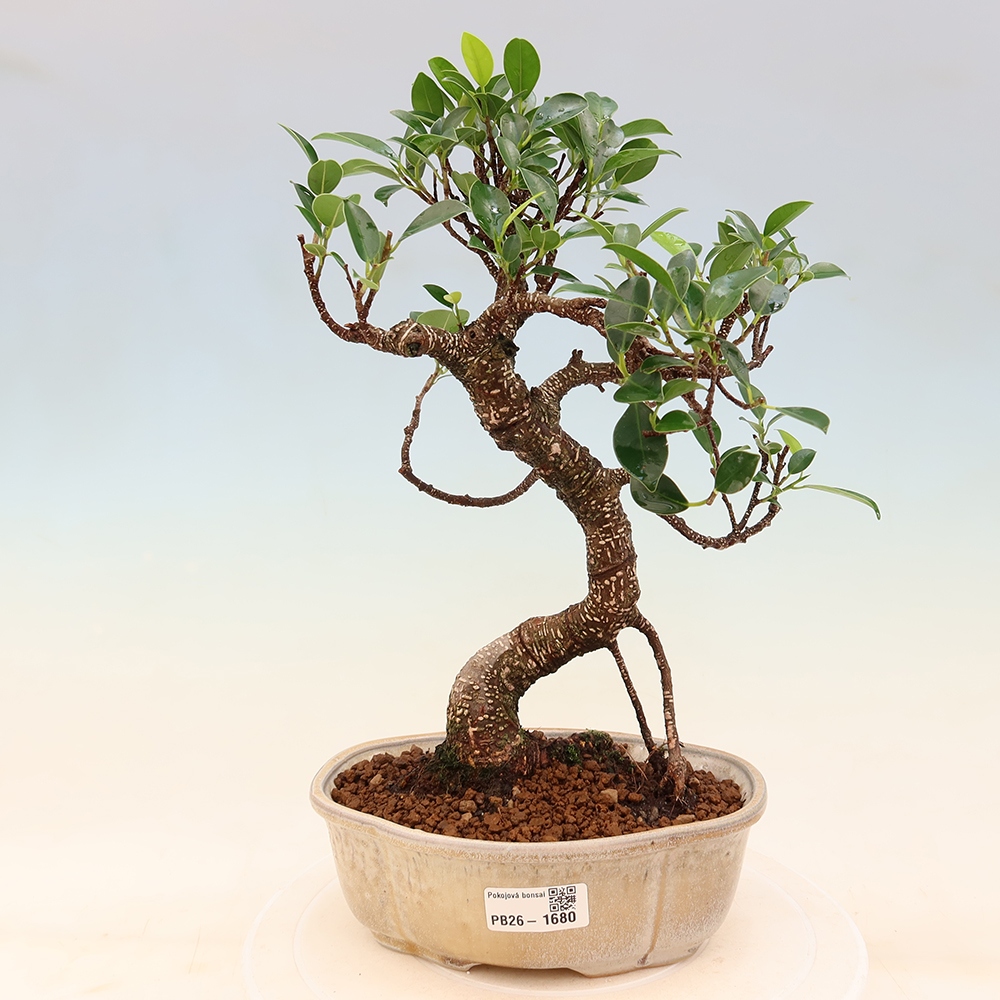 Zimmerbonsai - Ficus retusa - Kleinblättriger Ficus