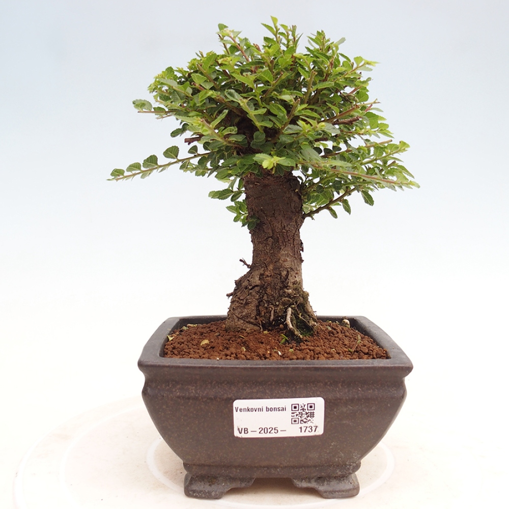 Bonsai für draußen - Ulmus parvifolia Hokkaido - Chinesische Ulme