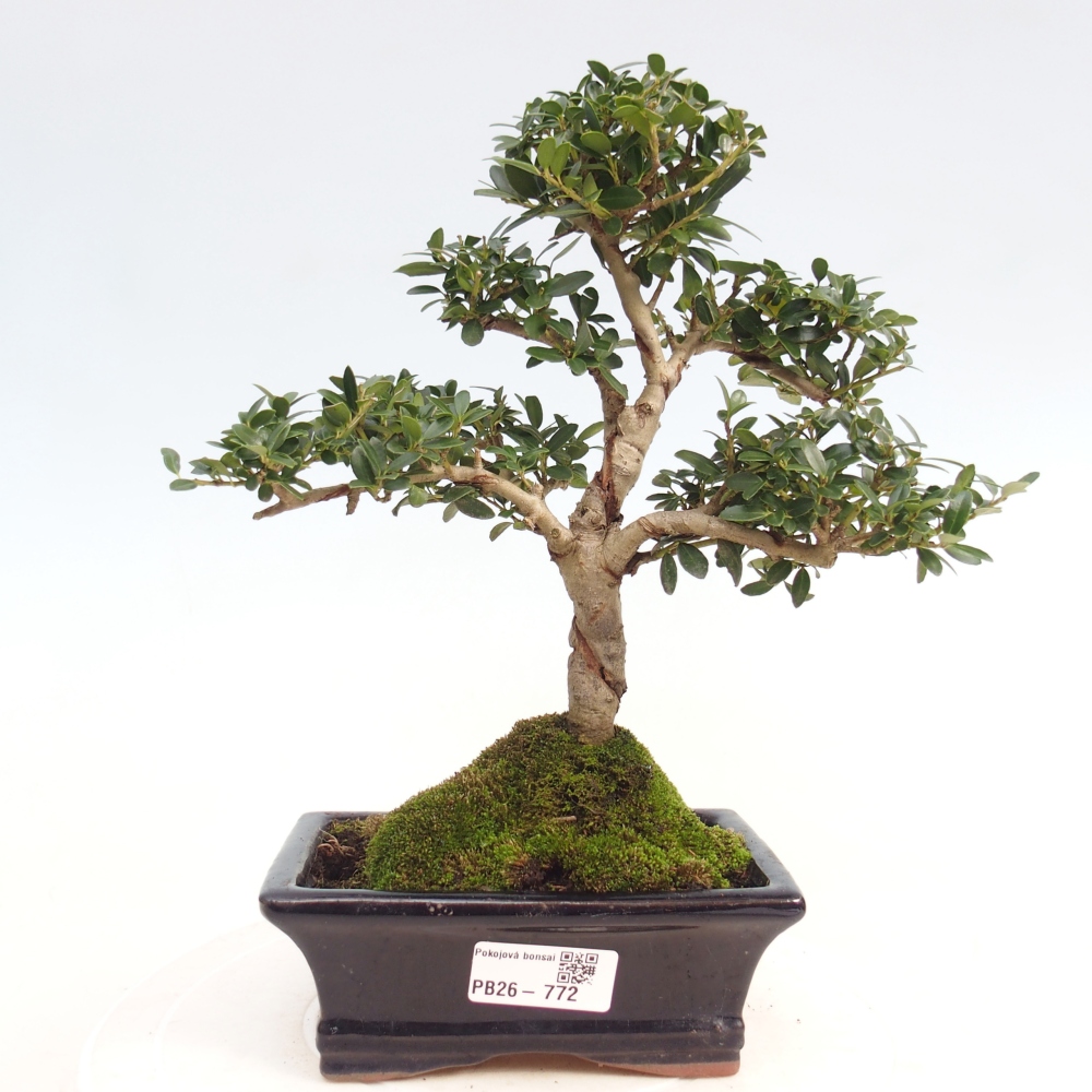 Zimmer Bonsai - Ilex crenata - Stechpalme