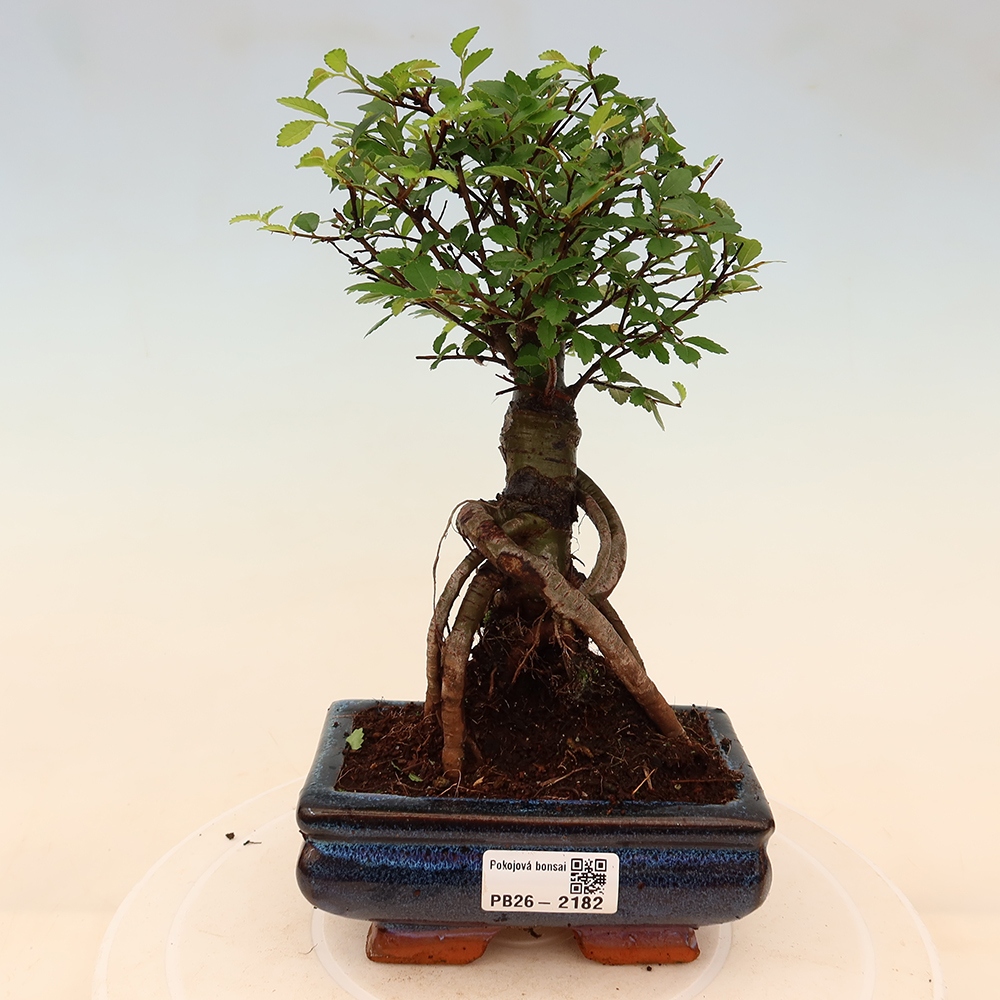 Zimmerbonsai - Ulmus parvifolia - Kleinblättrige Ulme