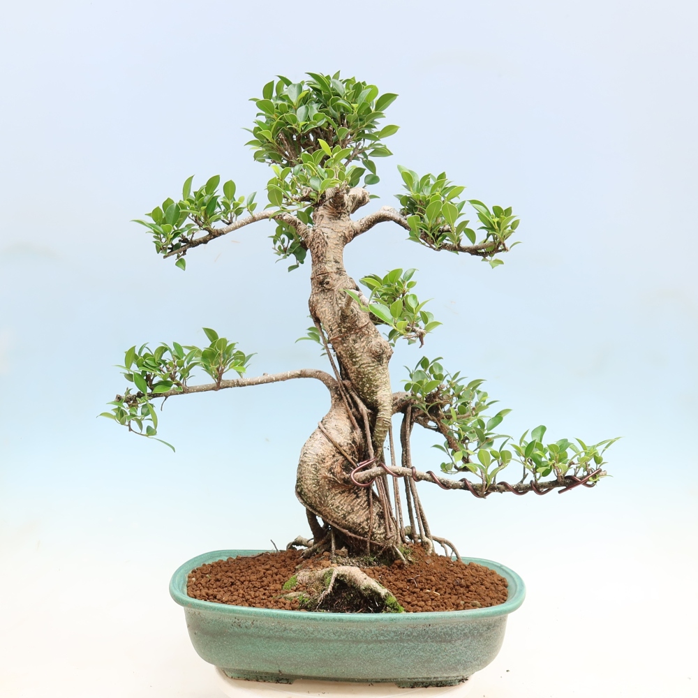 Zimmerbonsai - Ficus kimmen - Kleinblättriger Ficus