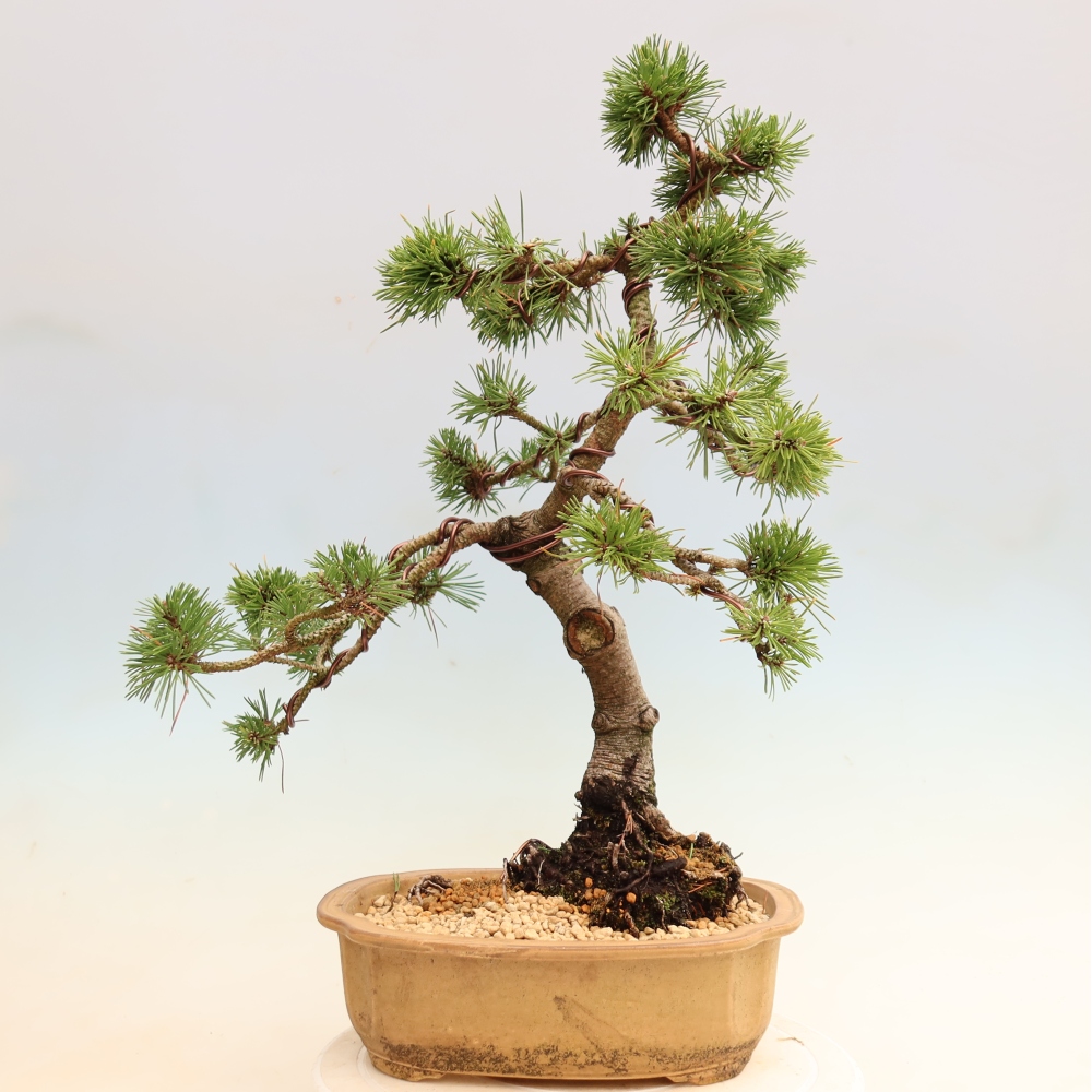 Bonsai für den Außenbereich – Pinus mugo Humpy – Zwergkiefer