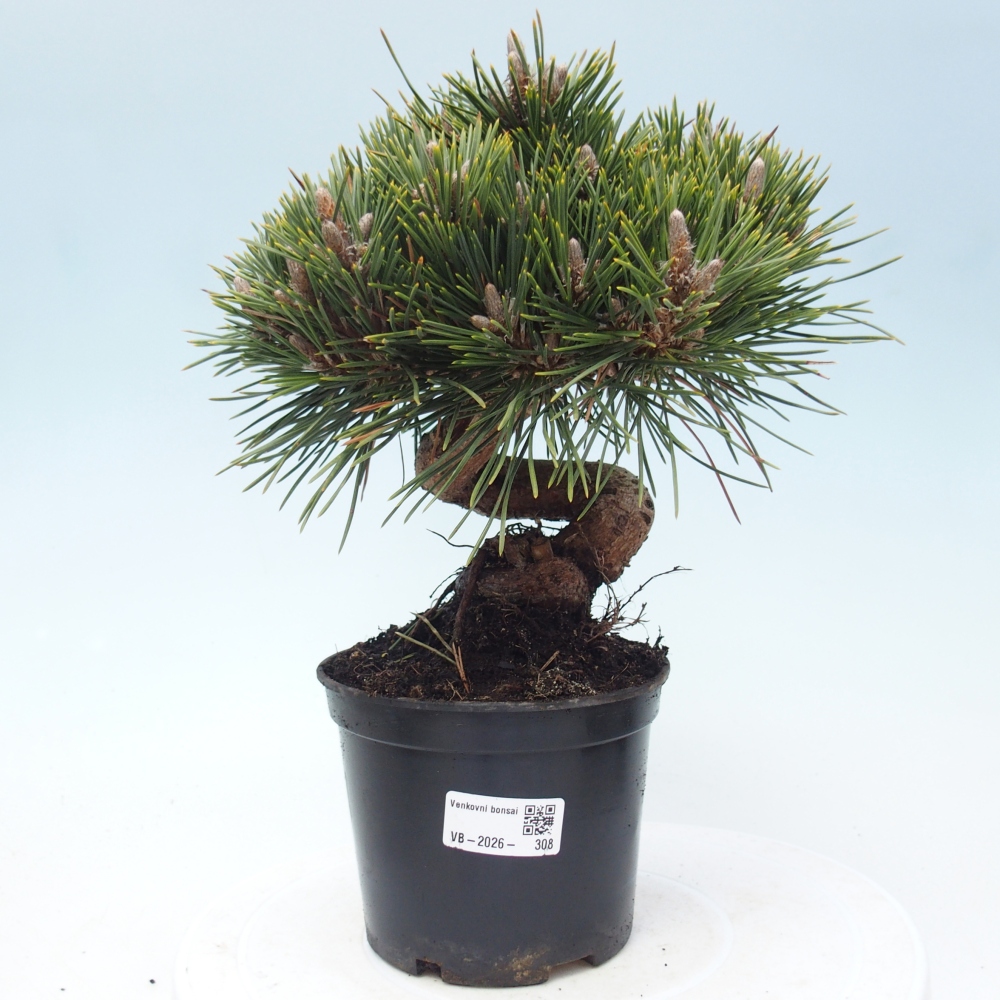 Bonsai für draußen - Pinus thunbergii senjyumaru - Thunberg-Kiefer