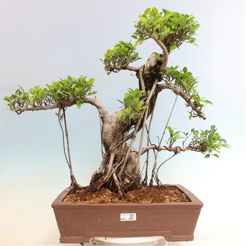 Zimmerbonsai - Ficus kimmen - Kleinblättriger Ficus