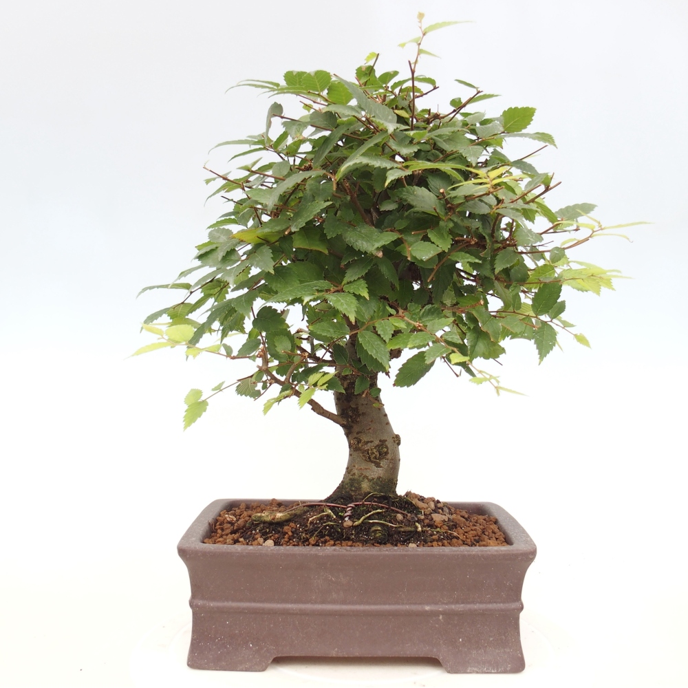 Bonsai für draußen - Zelkova - Zelkova NIRE