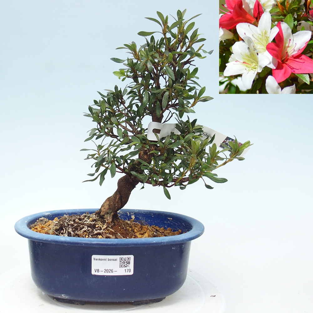 Bonsai für draußen - Japanische Azalee - Azalee CHIHIRO