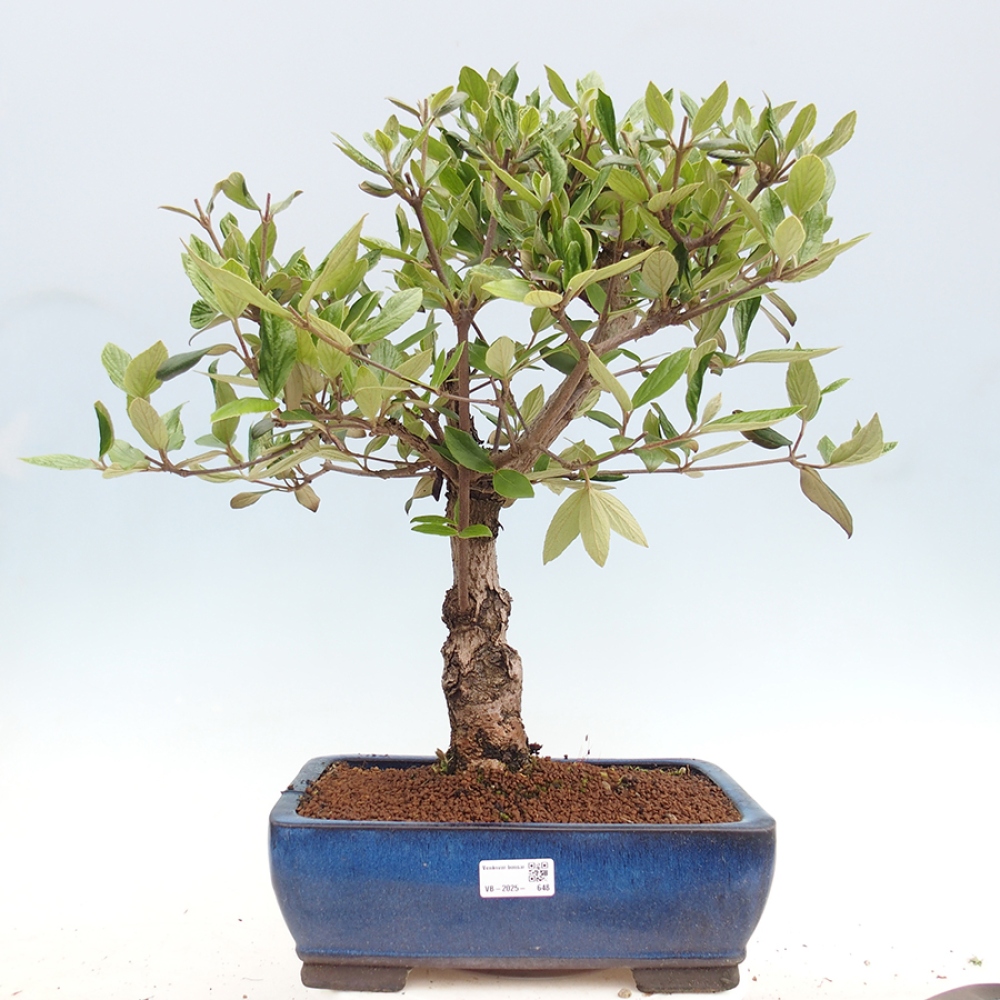 Bonsai für draußen - Kalina Bodnanská - Viburum carlesii hemsi