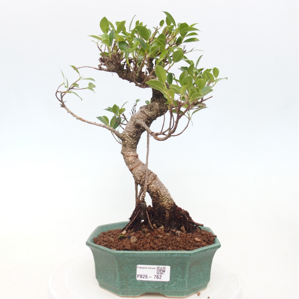 Zimmerbonsai - Ficus retusa - Kleinblättriger Ficus