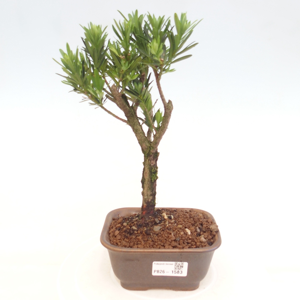 Zimmerbonsai - Podocarpus - Stein-Eibe