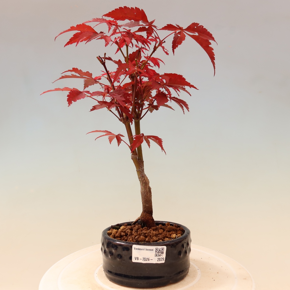 Bonsai für draußen - Acer-Palme. Atropurpureum-Javor palmate