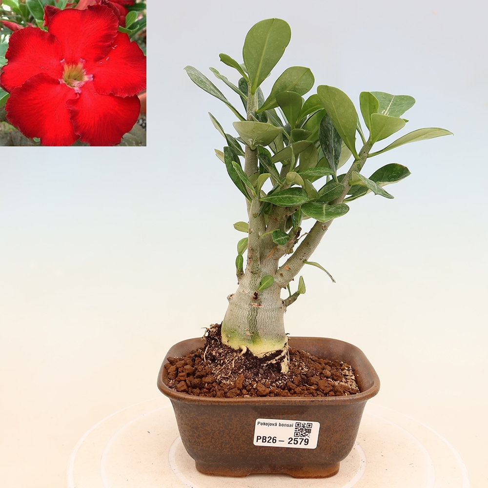 Zimmerbonsai – Adenium obesum „Red Star“ – Wüstenrose