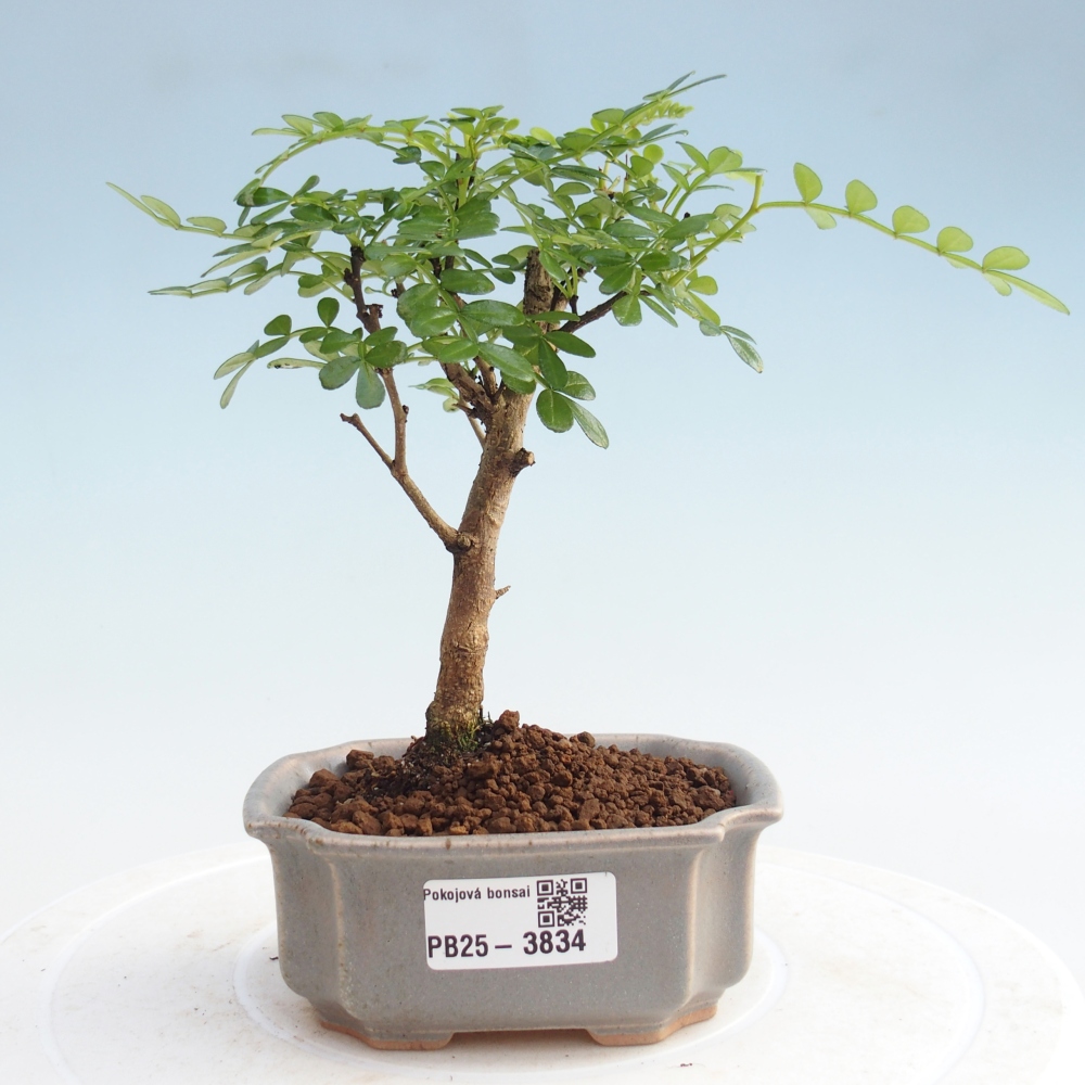 Zimmer Bonsai - Zantoxylum piperitum - Pfefferbaum 