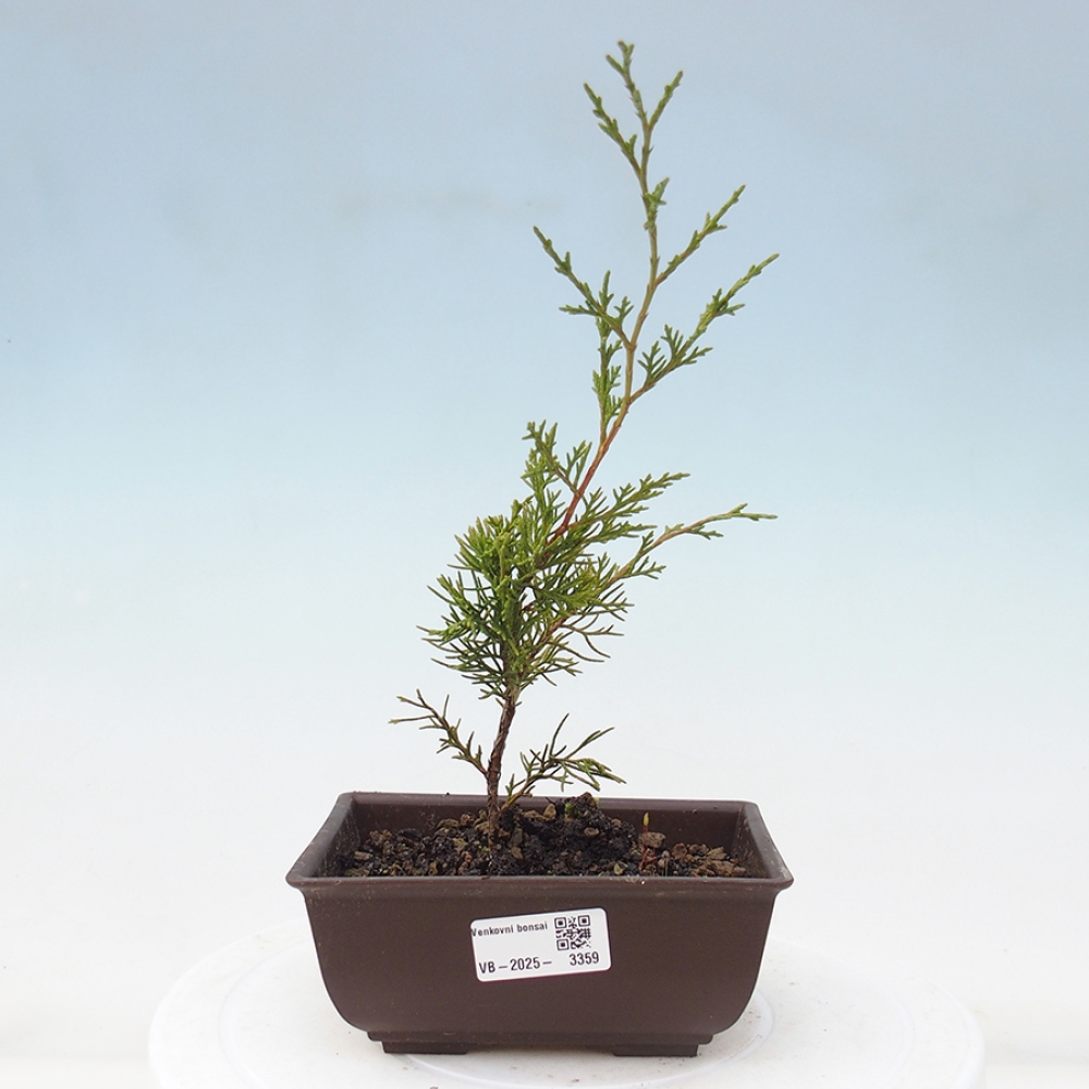 Bonsai für draußen - Juniperus chinensis Itoigawa