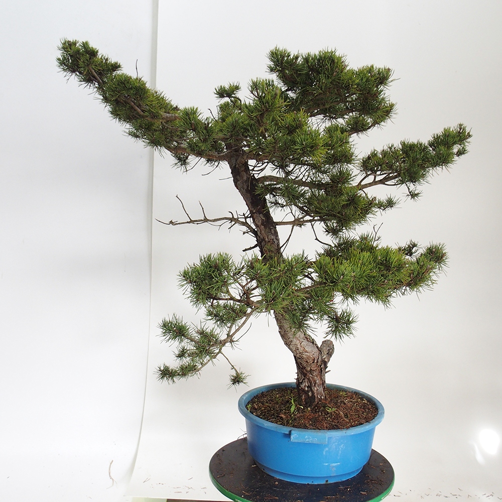 Yamadori - Pinus sylvestris Spanien