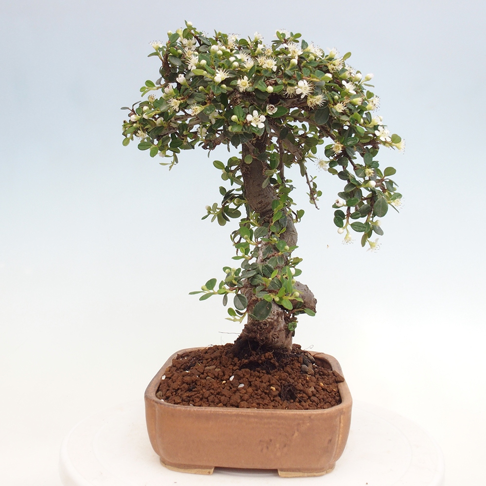 Freiland-Bonsai-Cotoneaster dammeri - Damer's Rock