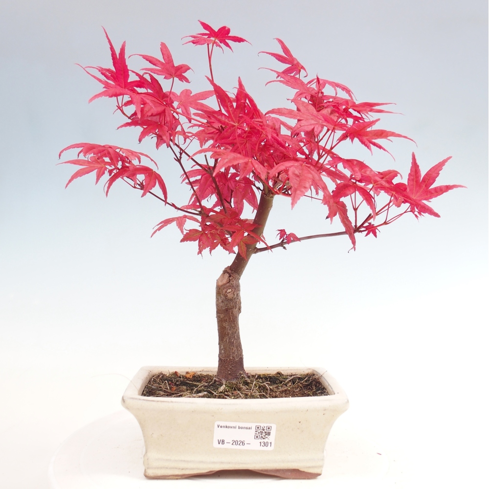 Bonsai für draußen - Acer palmatum DESHOJO