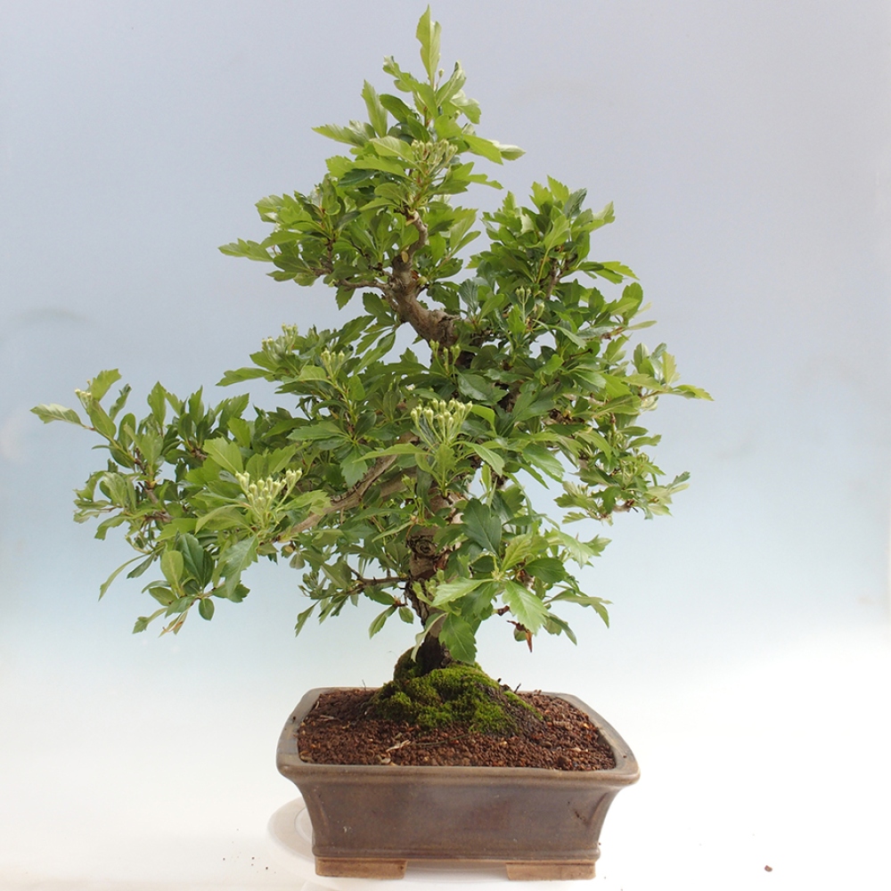 Bonsai für draußen - Weißdorn - Crataegus cuneata