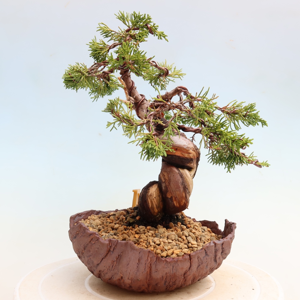 Bonsai für draußen - Juniperus chinensis Itoigawa-Juniperus chinensis