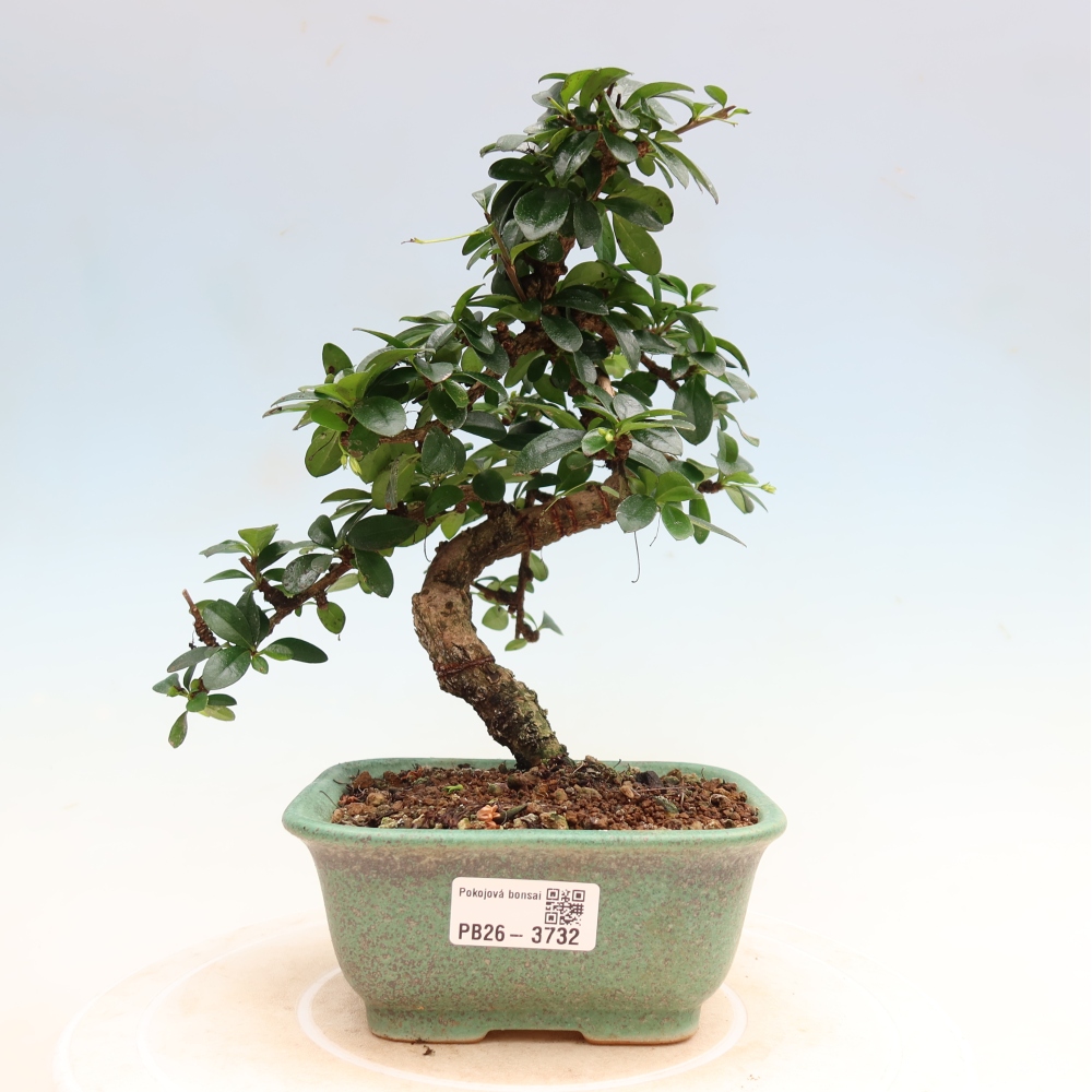 Zimmer-Bonsai - Carmona macrophylla - Tee-Fuki