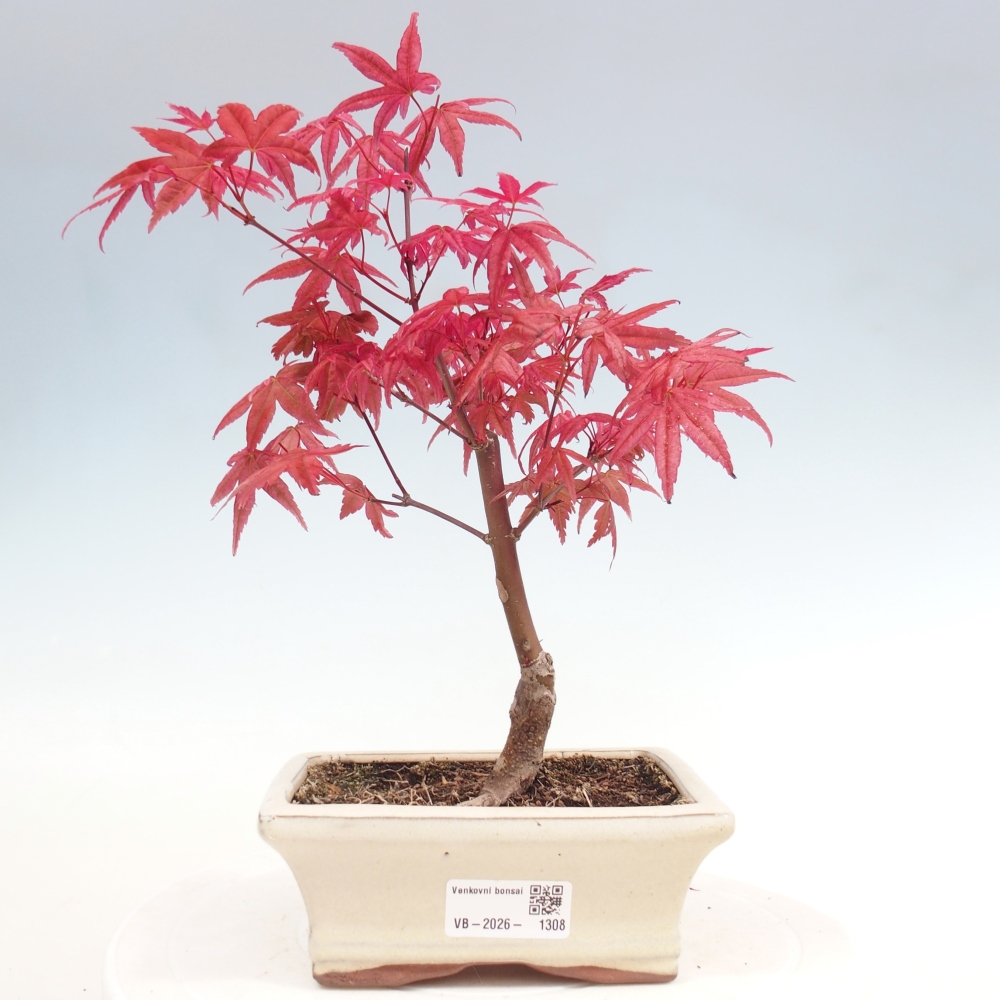 Bonsai für draußen - Acer palmatum DESHOJO