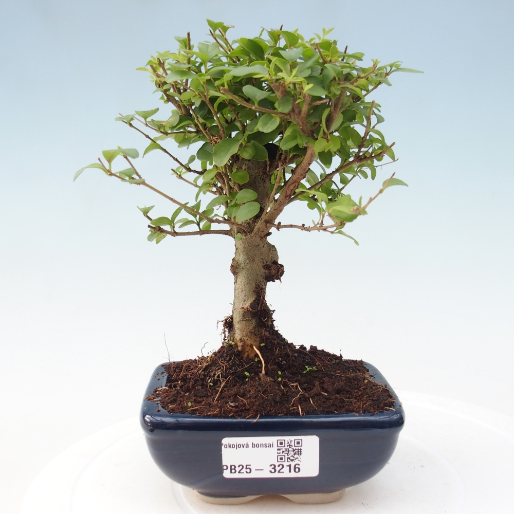 Zimmer Bonsai -Ligustrum chinensis - Vogelschnabel