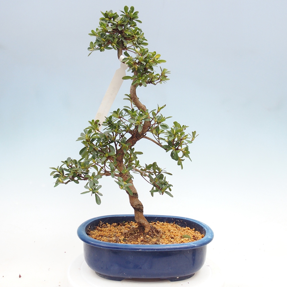 Bonsai für draußen - Japanische Azalee - Azalee Asahi-no-izumi