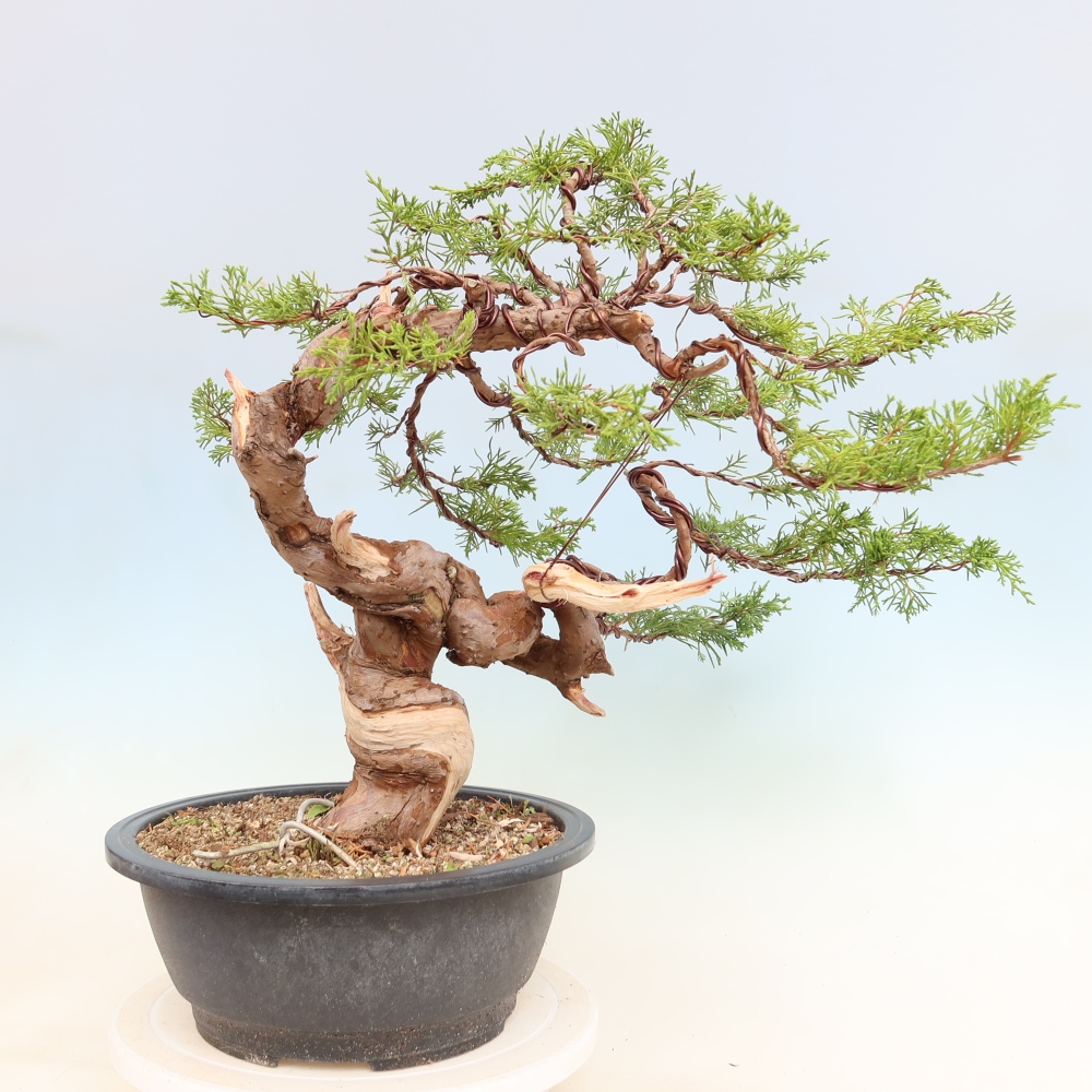 Bonsai für draußen - Juniperus chinensis Itoigawa-Juniperus chinensis