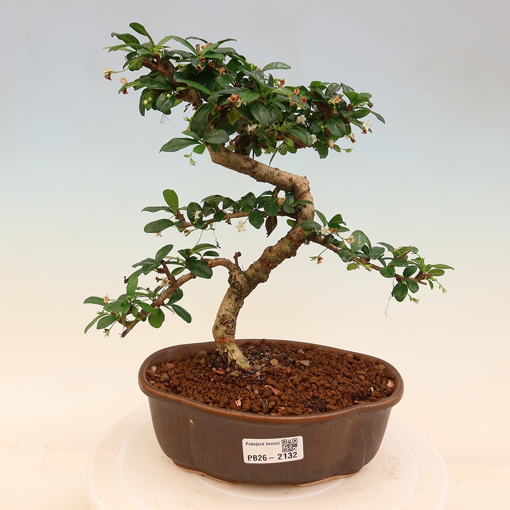 Zimmer-Bonsai - Carmona macrophylla - Tee-Fuki