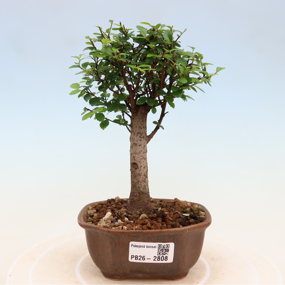 Zimmerbonsai - Ulmus parvifolia - Kleinblättrige Ulme