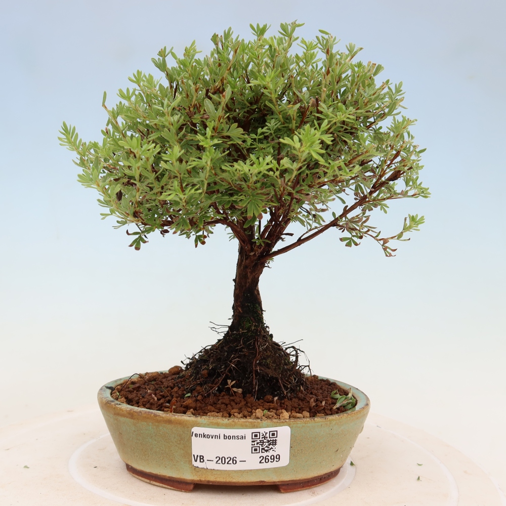 Bonsai für den Außenbereich – Strauch-Fingerkraut – Potentilla fruticosa „Goldkissen“