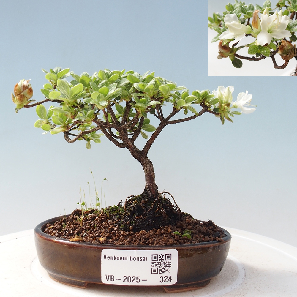 Bonsai für draußen - Rhododendron indicum - Japanische Azalee