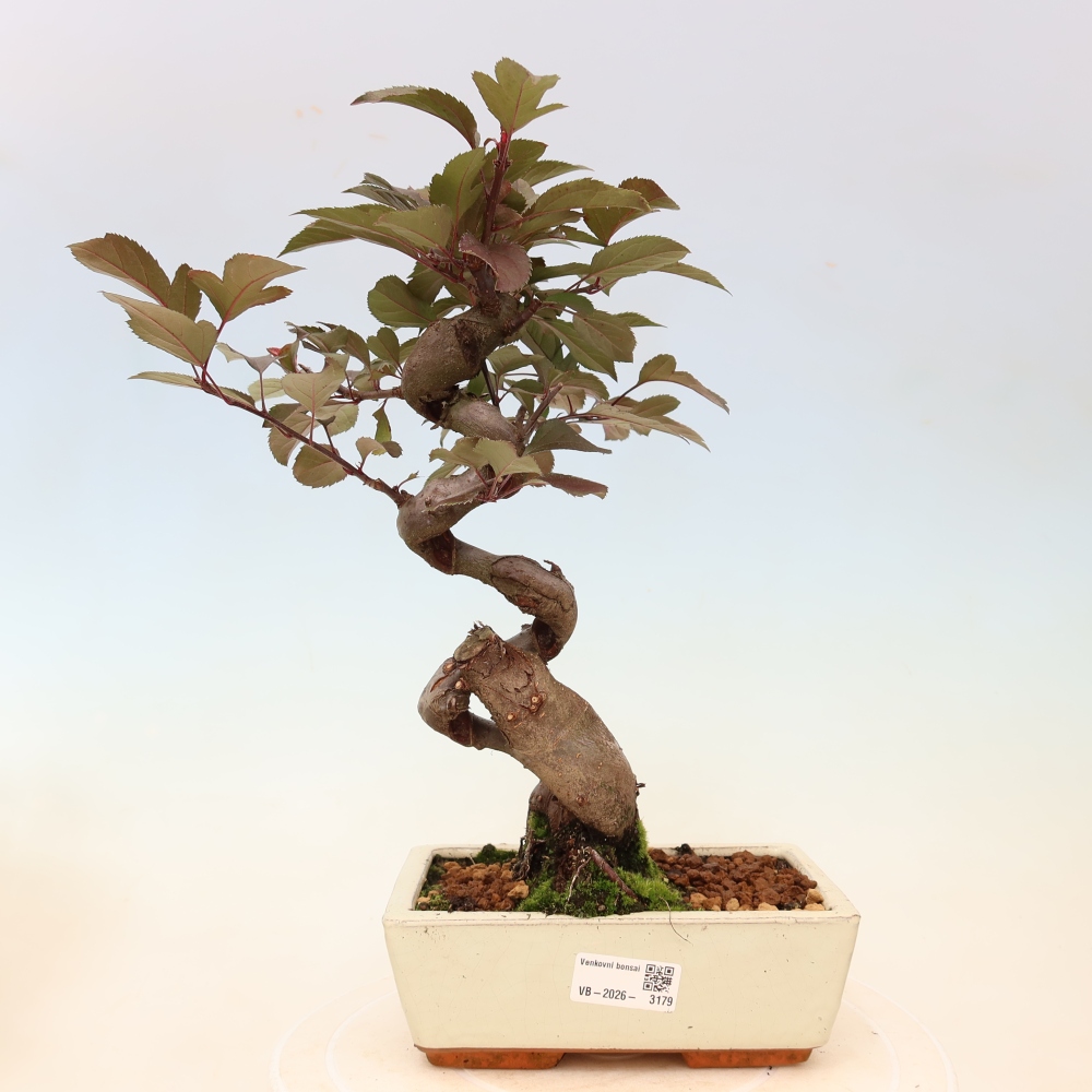 Outdoor-Bonsai -Malus domestica - Kleinfrüchtiger rotblättriger Apfelbaum