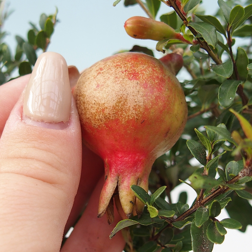 Zimmer-Bonsai-PUNICA granatum nana-Apfel-Granatapfel