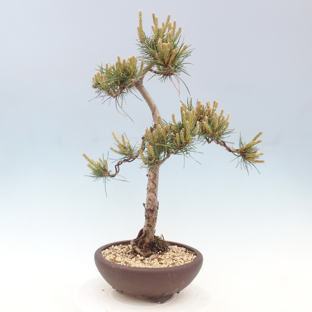 Bonsai für draußen - Pinus Sylvestris Watererri - Waldkiefer