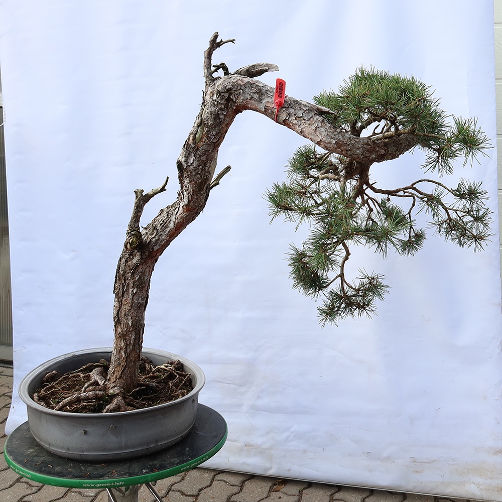 Pinus sylvestris Spanien – Waldkiefer