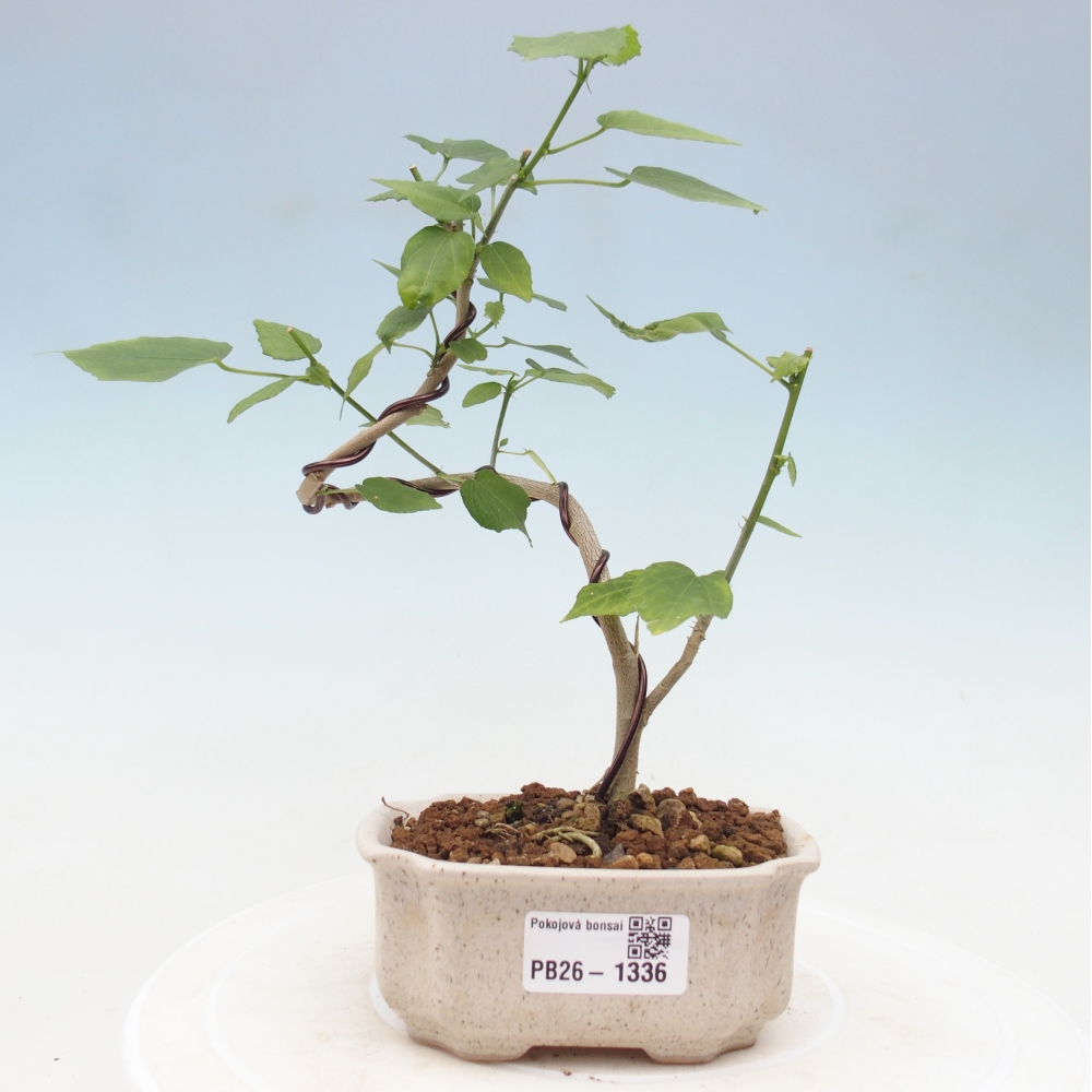 Zimmerbonsai - Malvaviscus arboreus