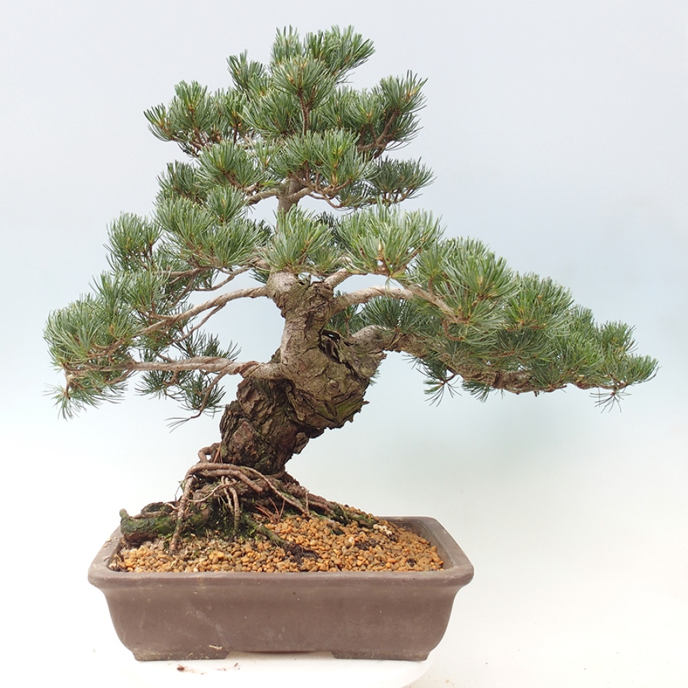 Bonsai für draußen - Pinus parviflora - Pinus parviflora