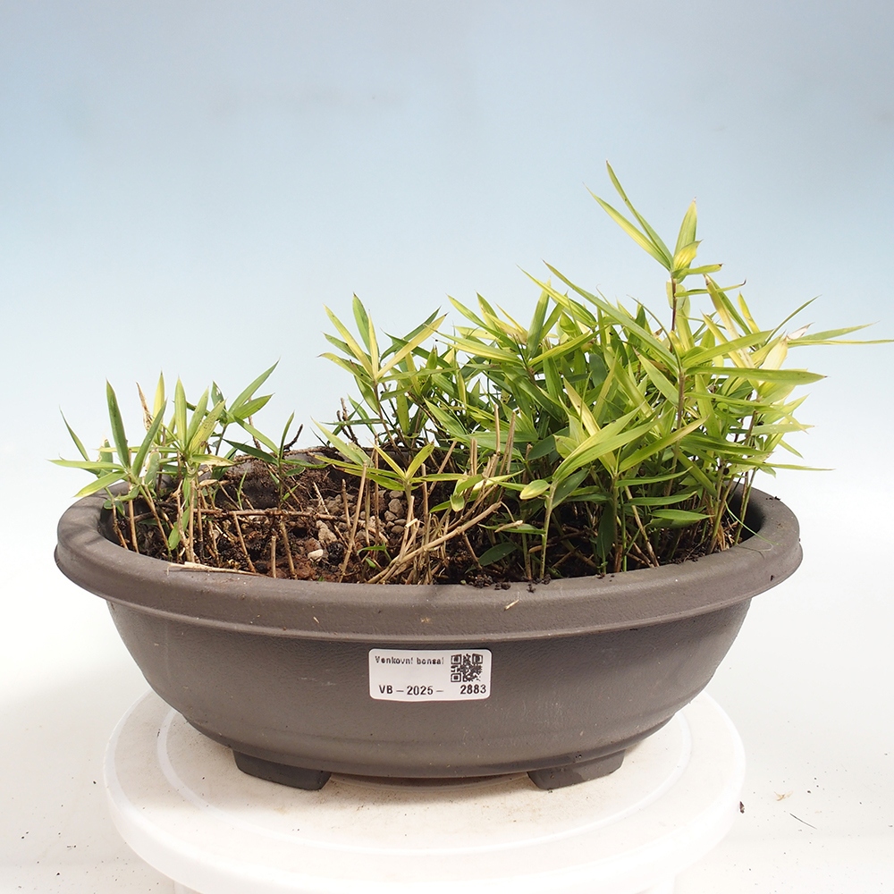 Bonsai für draußen - Pleioblastus argenteostriatus f.pumilus - Zwergbambus