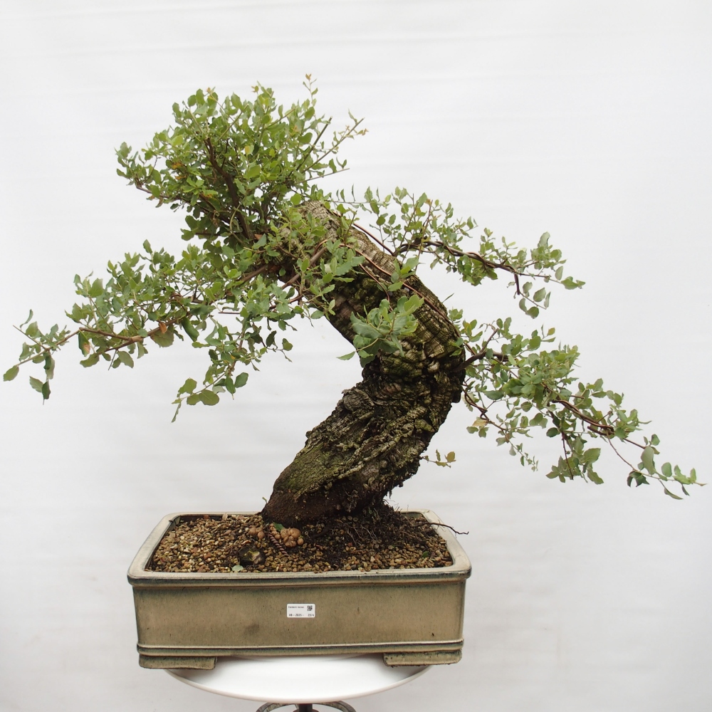 Freiland Bonsai Quercus suber - Korkeiche