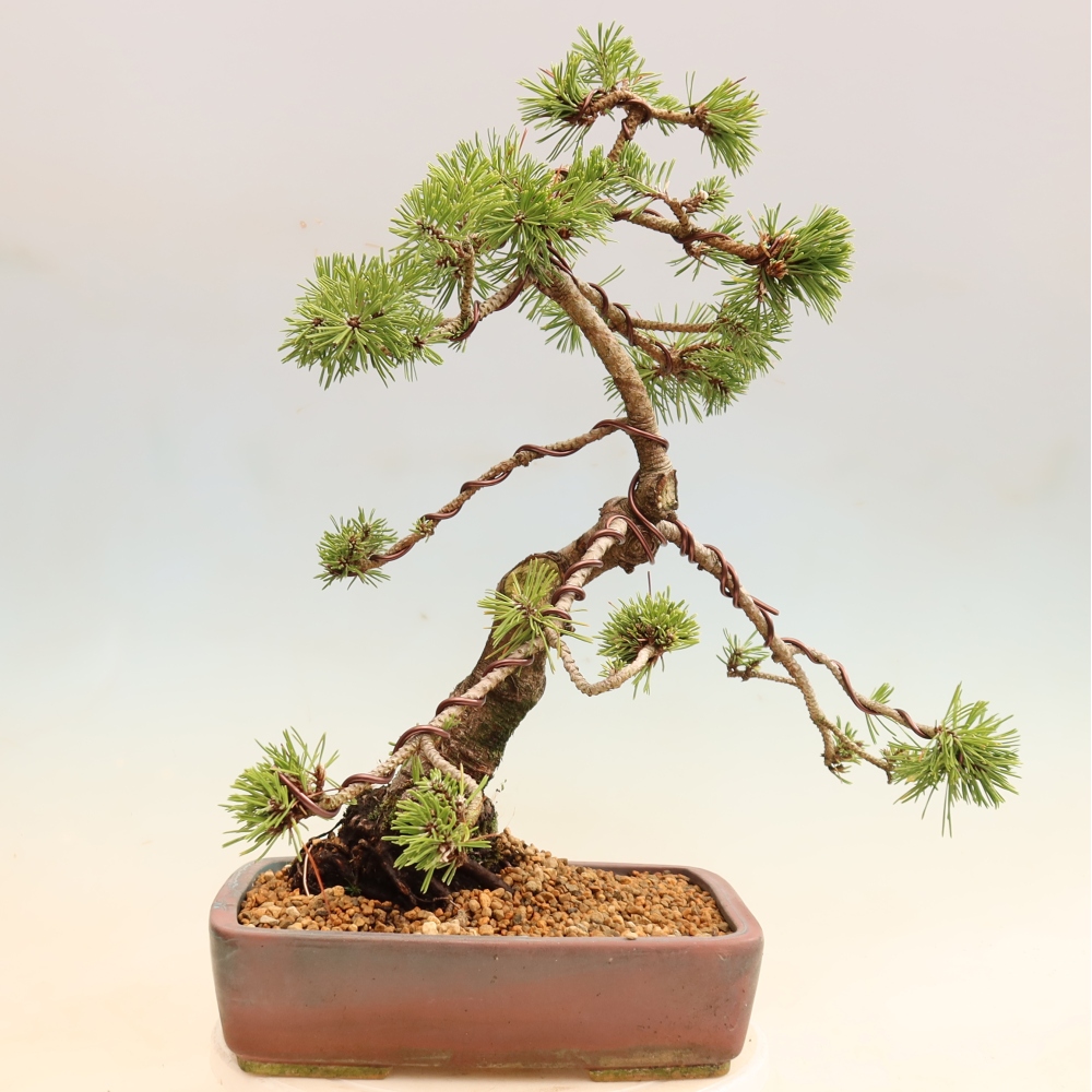 Bonsai für den Außenbereich – Pinus mugo Humpy – Zwergkiefer