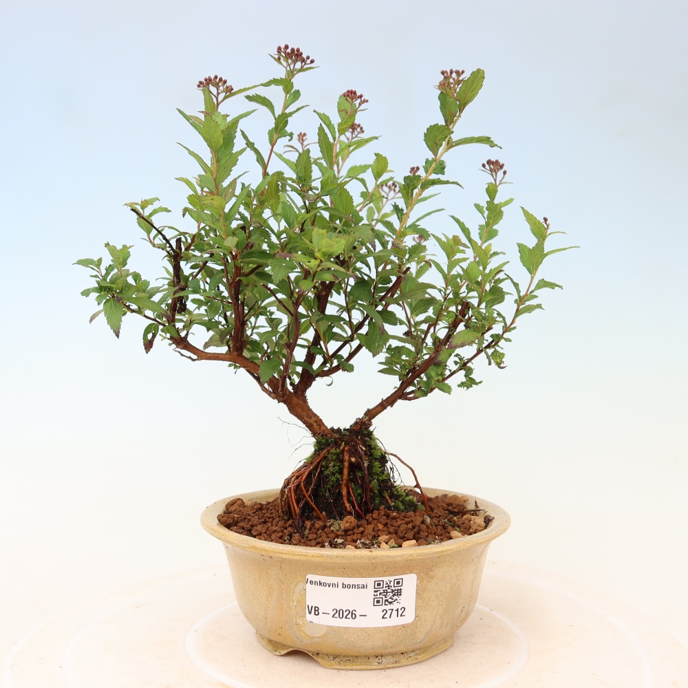 Bonsai für den Außenbereich – Japanische Spirea – Spirea japonica Anthony Waterer