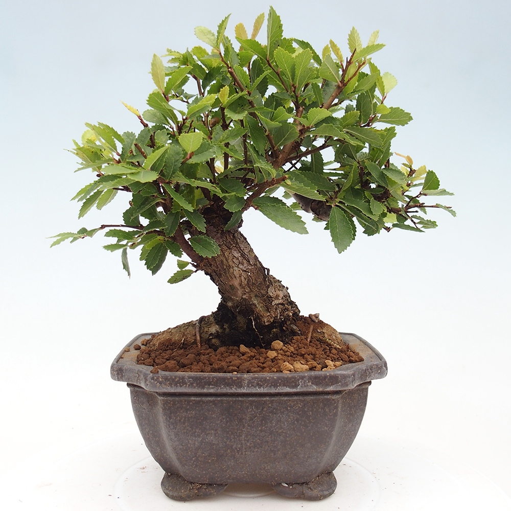 Bonsai für draußen - Zelkova - Zelkova NIRE