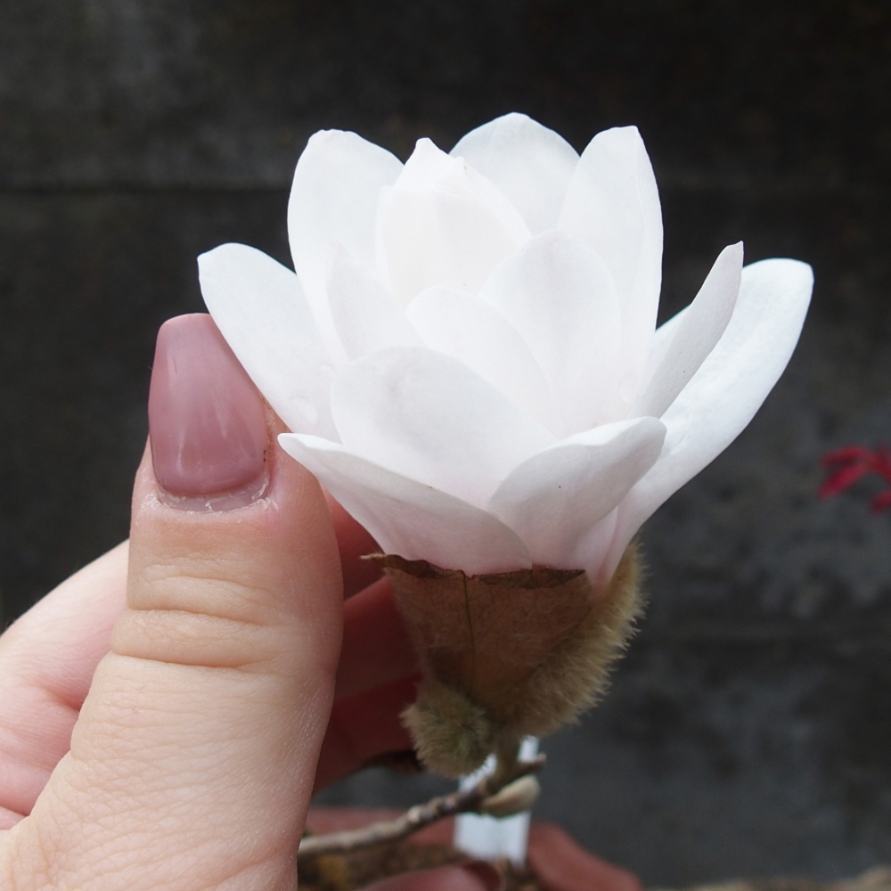 Bonsai für draußen - Magnolia stellata