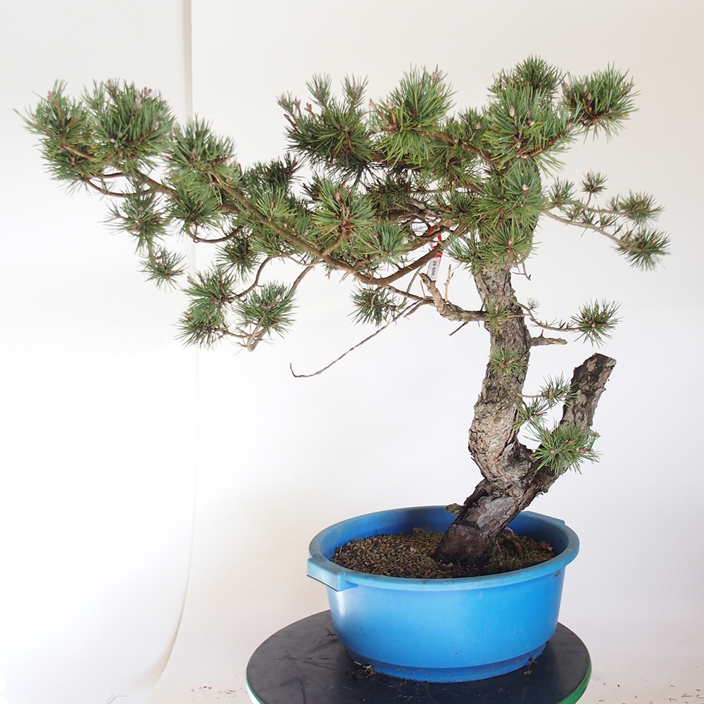 Yamadori - Pinus sylvestris Spanien