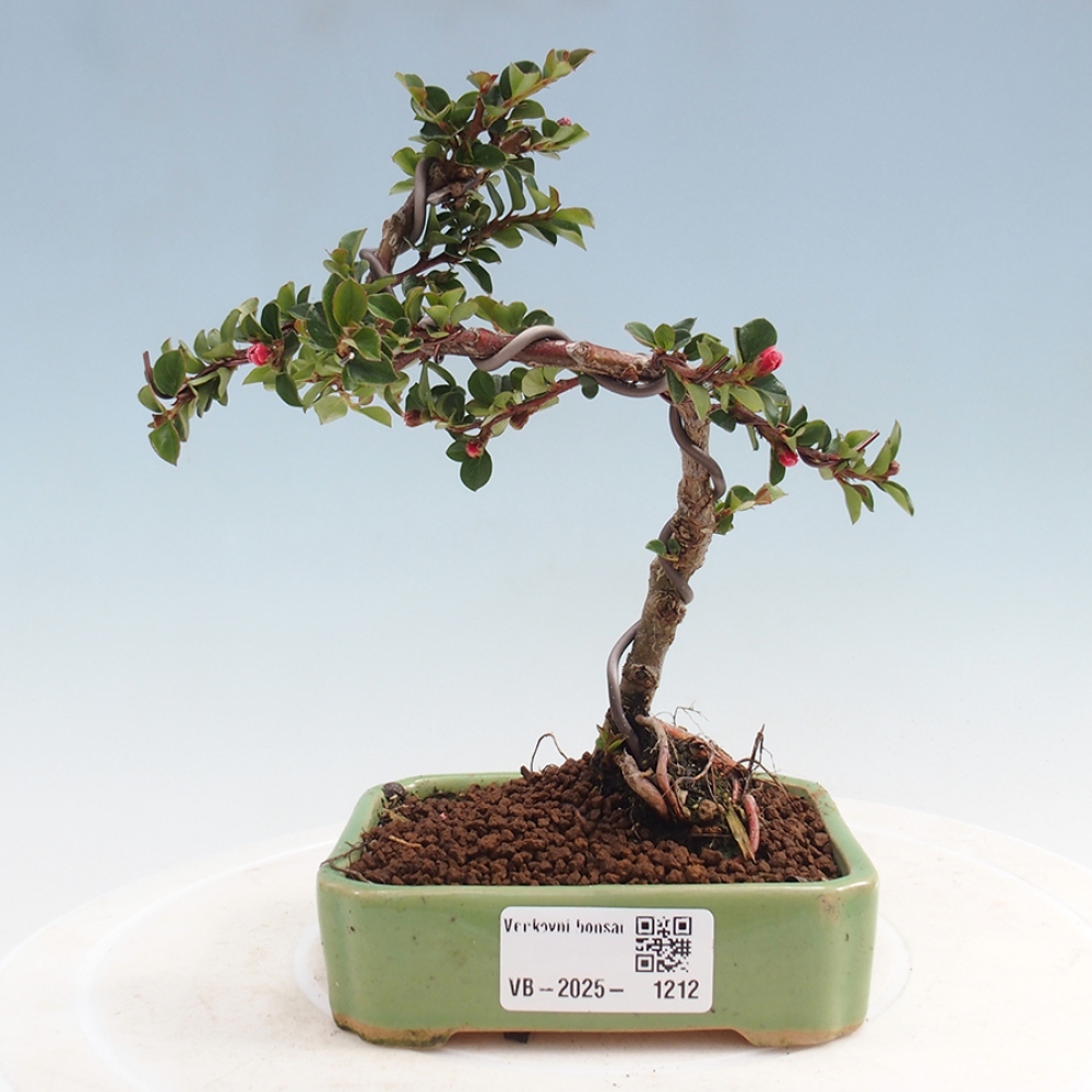 Bonsai für draußen - Cotoneaster horizontalis - Rocky Mountain