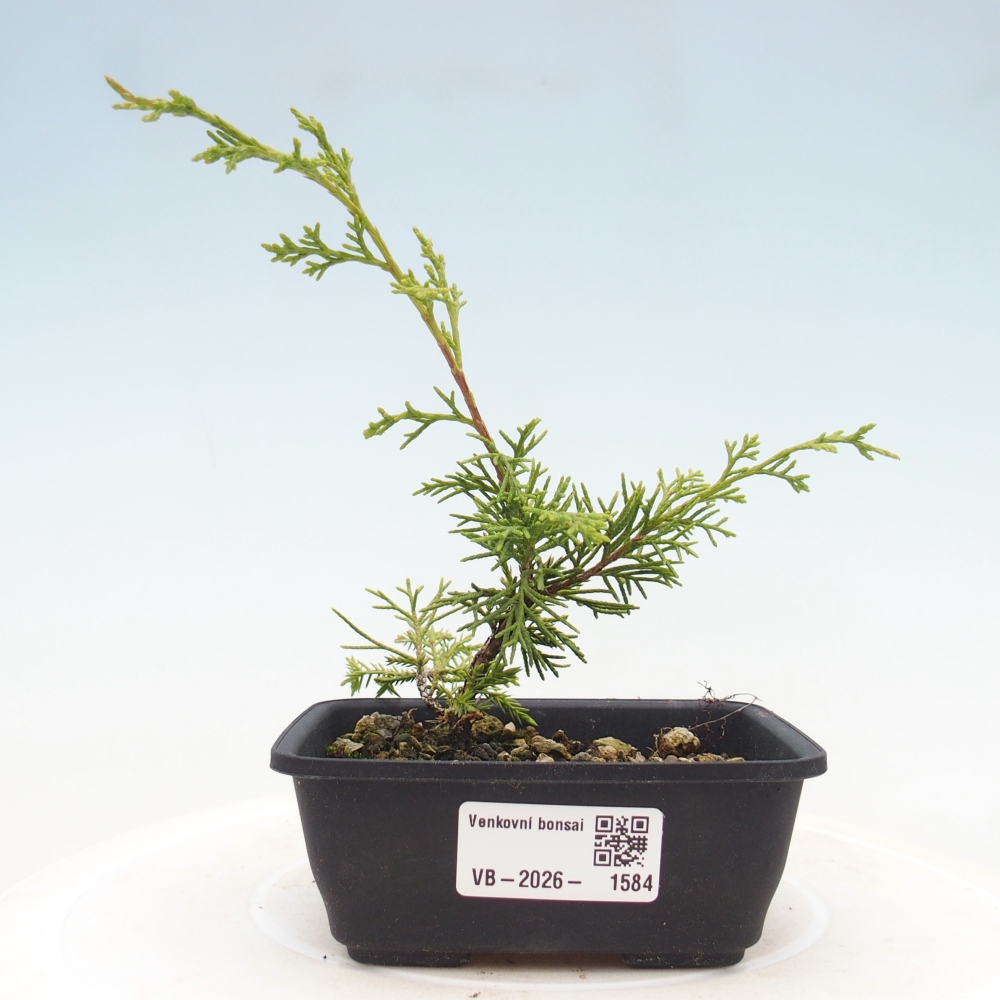 Bonsai für draußen - Juniperus chinensis Itoigawa