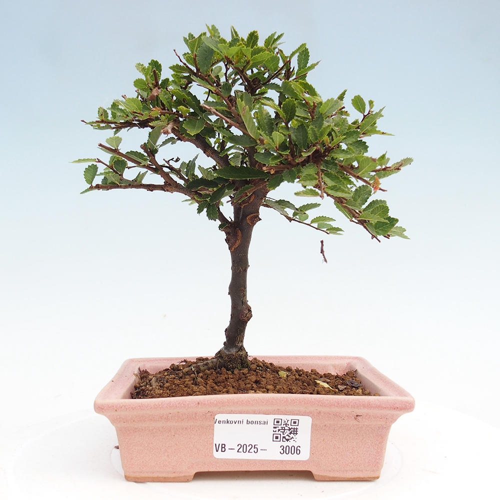 Bonsai für draußen - Ulmus parvifolia Sagei - Kleinblättrige Ulme